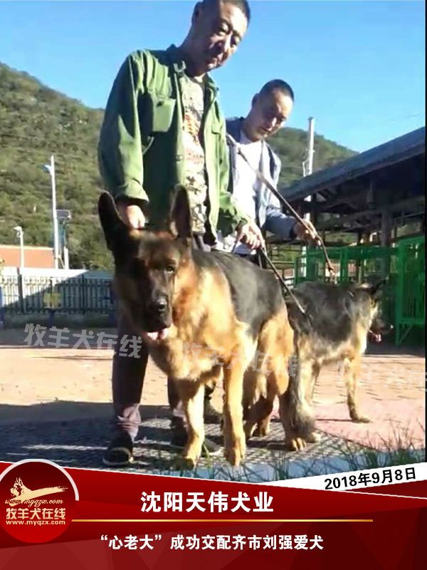 天佑犬业狗狗风采最新照片发布，展现无限魅力与活力