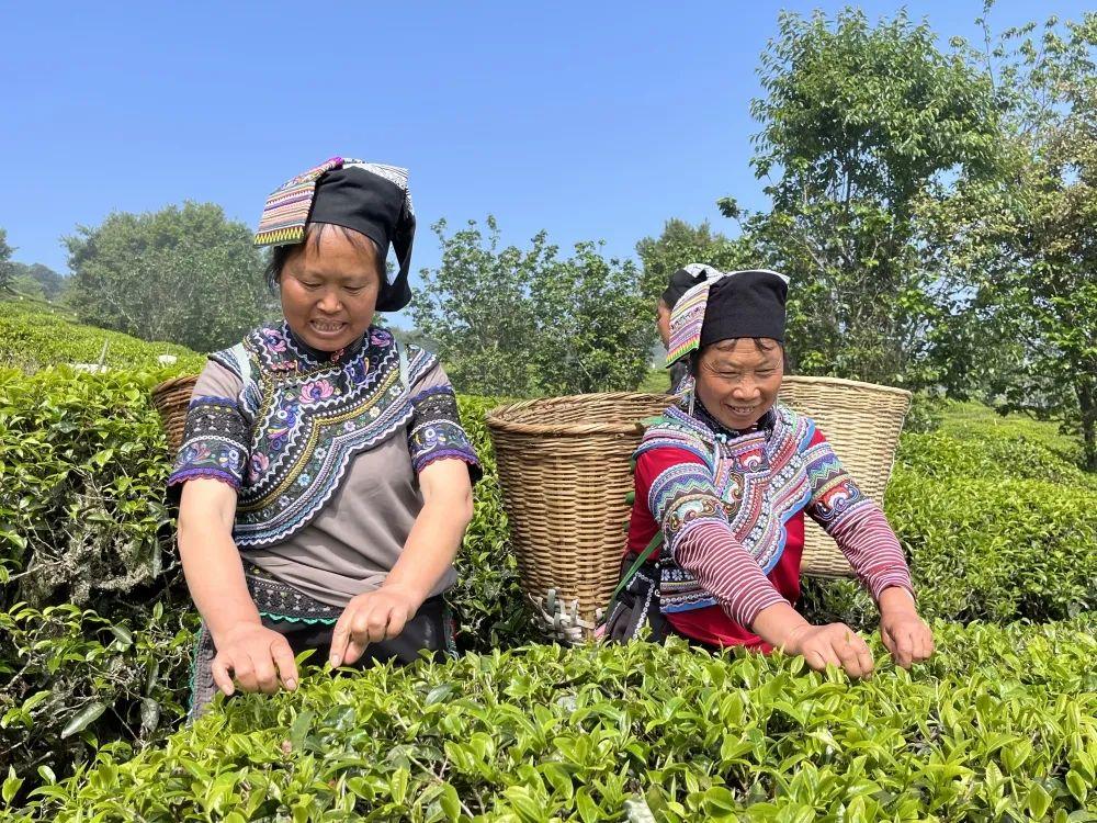 茶园新区悦地最新动态，城市新篇章启幕