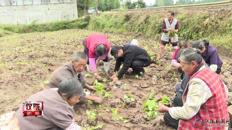 仪陇新闻网独家爆料，深度解读仪陇发展与变迁历程