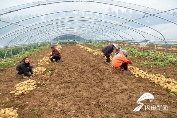 蒜苔今日最新价格行情分析