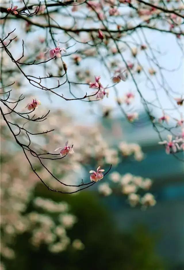 花都玉少许容，探寻都市中的自然与人文韵味之美