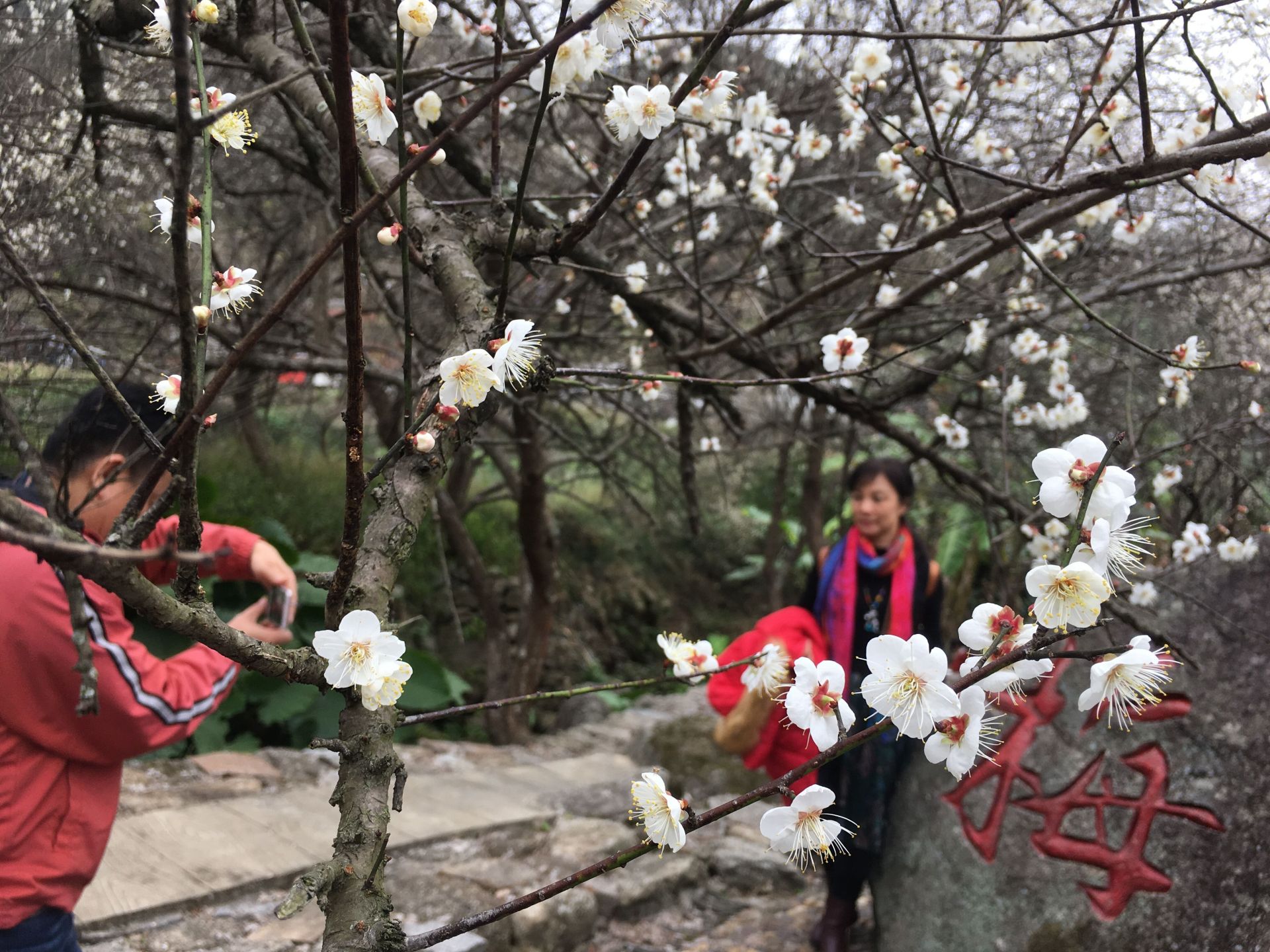 广西梅花协会最新动态报道