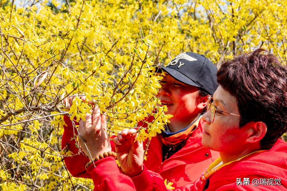 青翘最新价格动态，市场趋势与影响因素分析