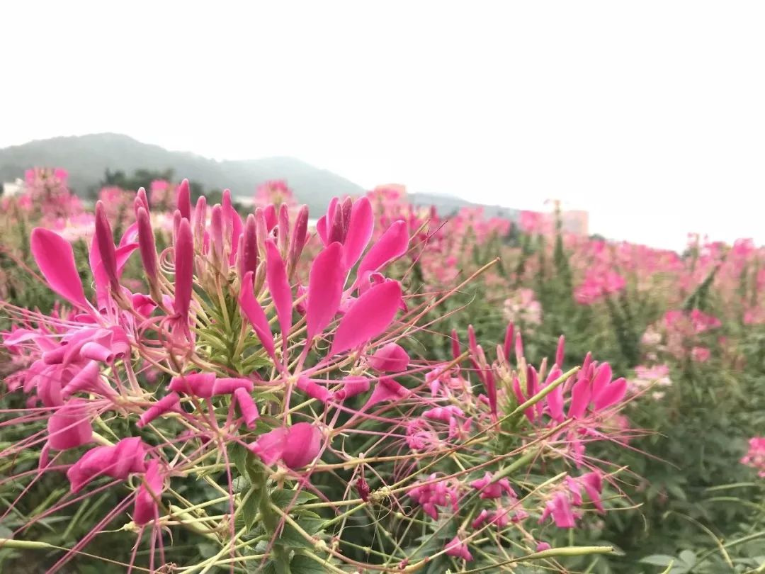 野花鲁最新地址揭秘，自然魅力的探索之旅与绽放之美