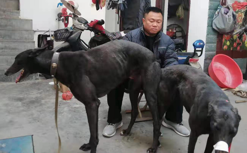 咸阳顶级格力犬种公，品质、特点与繁育价值解析