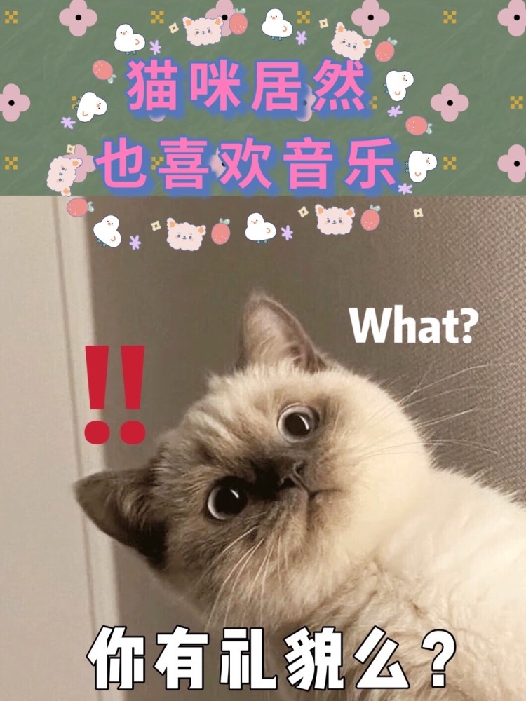 猫咪爱听的音乐，舒缓旋律与喵星人的和谐互动在线听