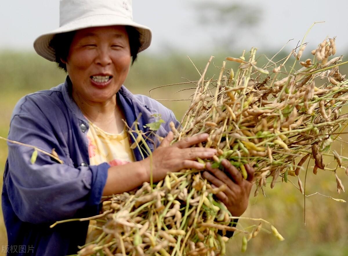 东北大豆最新收购价格动态解析