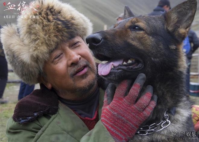 血狼犬下载，忠诚与情感的故事