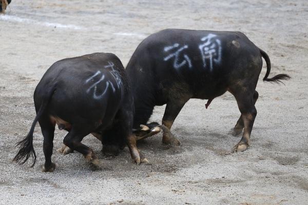 贵州斗牛比赛视频，传统竞技魅力的盛宴