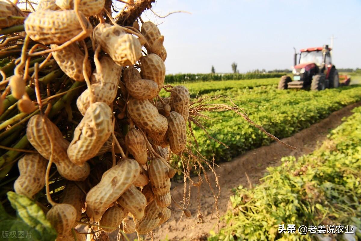 花生最新价格行情解析